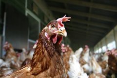 Россия ввела запрет на импорт мяса птицы из Саксонии-Анхальт