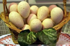 Россия ограничила ввоз кур и яиц из ряда регионов Германии из-за птичьего гриппа