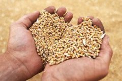 Ограничения на экспорт при хорошем урожае. РФ ввела зерновые пошлины