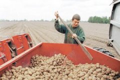 Картофель в России в изобилии, но до импортозамещения еще далеко фото