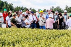 Россия останется без своей пшеницы: у сельскохозяйственного НИИ отнимают земли фото
