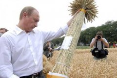 Эксперты усомнились в бурном росте пшеницы в России